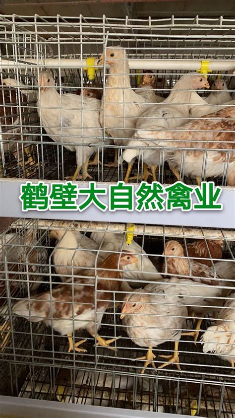 中国畜禽种业