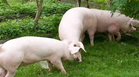 黑猪繁育基地今夏供应黑猪种猪贵州六盘水 济宁 鸿超-食品商务网