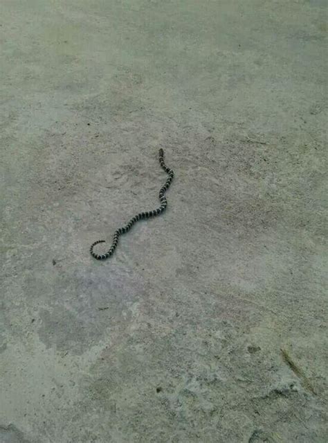 在家遇到蛇怎么自救-家里有蛇怎么驱赶出去-趣丁网