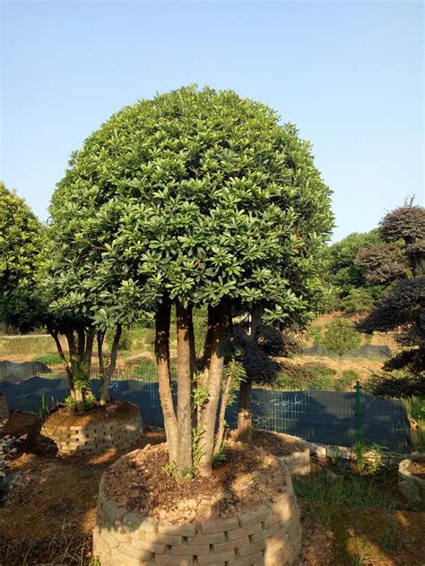 批发绿化苗木 丛生杨梅 杨梅树10公分 树形美观 价格实惠-阿里巴巴