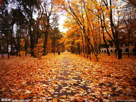 秋天树木风景拍摄高清图片 - 爱图网设计图片素材下载
