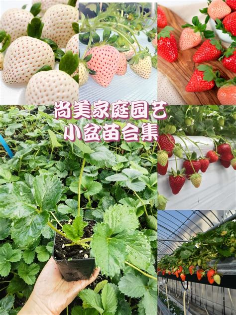 草莓苗小盆苗果树阳台种植室内庭院盆栽草莓淡雪天使草莓天冷苗小-淘宝网