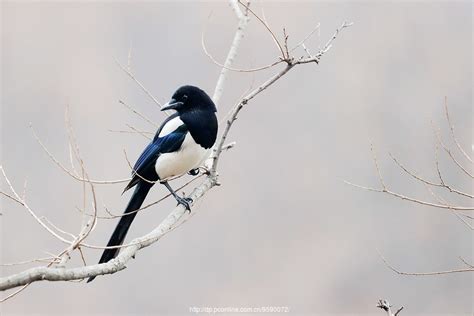 台湾蓝鹊(台湾特有鸟类)_360百科
