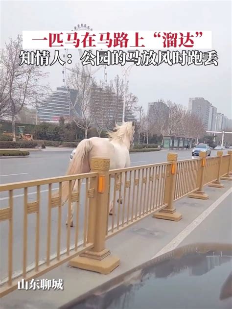 “白龙马”在马路上兜风，知情人：公园马放风时跑丢，已被带回