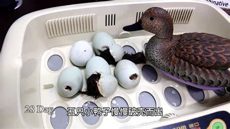 男子用玩具给刚出生的小鸭子，做了个机器鸭妈妈_腾讯视频