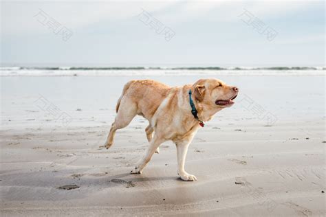 沙上的成年黄拉布拉多猎犬摄影图素材图片下载-万素网