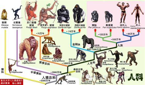 人类的起源：看人类怎么一步步进化而来的！