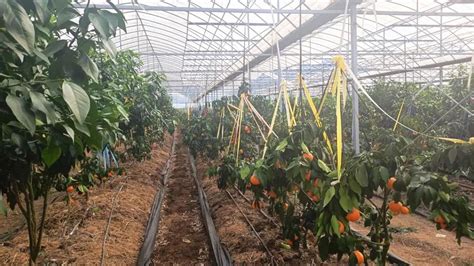 鄂州成立市果蔬产业联盟