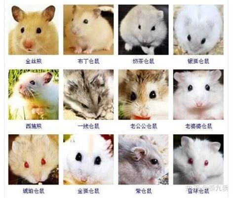 怎么能分辨老鼠的种类？_老鼠-虫虫战队