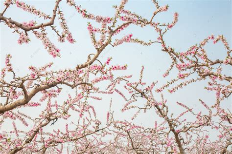 自然风景春天桃树桃林盛开摄影图配图高清摄影大图-千库网
