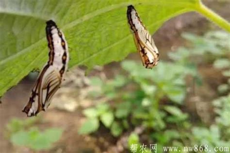 蝴蝶幼虫高清图片-千叶网