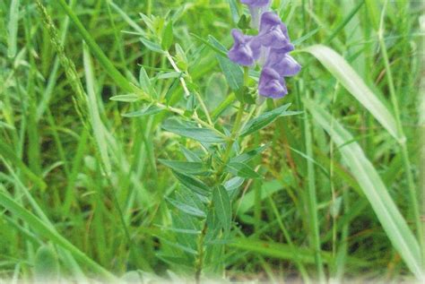 新疆黄芩高产标准化种植技术规程 - 知乎