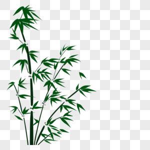 盆栽竹子图片,植物,种类_大山谷图库
