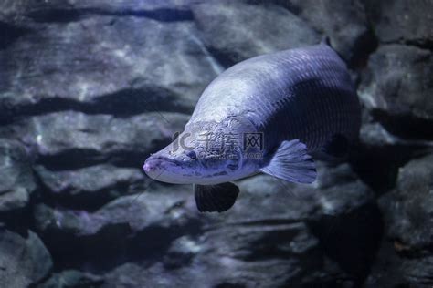世界最大淡水鱼种群恢复（巨骨舌鱼）