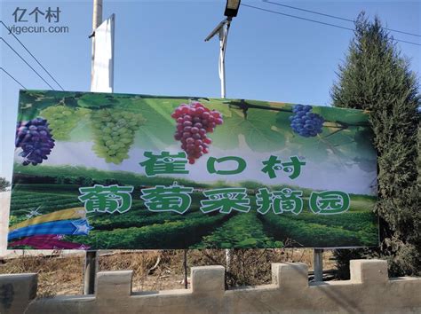 河北饶阳：发展设施农业 打造果蔬品牌凤凰网河北_凤凰网