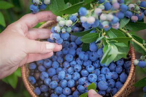 蓝莓不限量吃！云南最大蓝莓庄园开放，酒庄品酒，烧烤露营玩到不想走