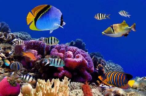 观赏鱼饲养｜热带鱼的生态环境介绍 - 知乎