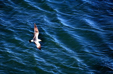 海鸥--头像图片