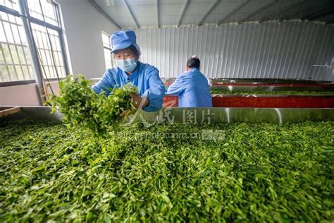 南郑区汉山茶业“汉中红”荣获第二届世界红茶产品质量推选“大金奖”