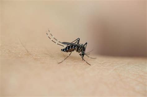 招蚊体质？20种化合物导致你被“偏爱”，蚊子其实并不能分辨血型！ _TOM生活