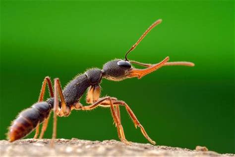 菱结大头蚁是什么蚂蚁 利用嘴部镰刀和尾部蛰针攻击_探秘志