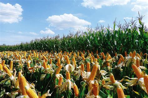 教你如何挑选高产的玉米种子！|出苗|籽粒|种衣剂_新浪新闻
