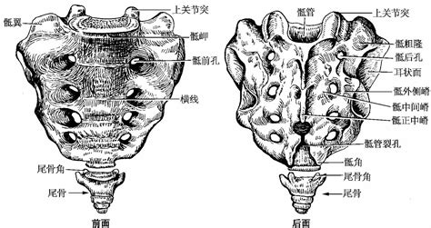 骶尾椎解剖图图片
