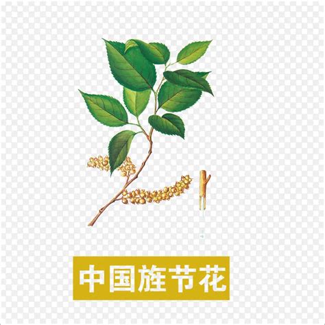 阮伟旌图片
