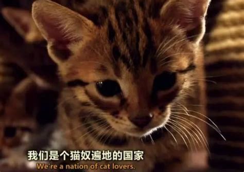 《小猫巴克里》发终极预告 动物城市陷入惊天危机 - 电影 - 子彦娱乐 - ziyanent.com.cn