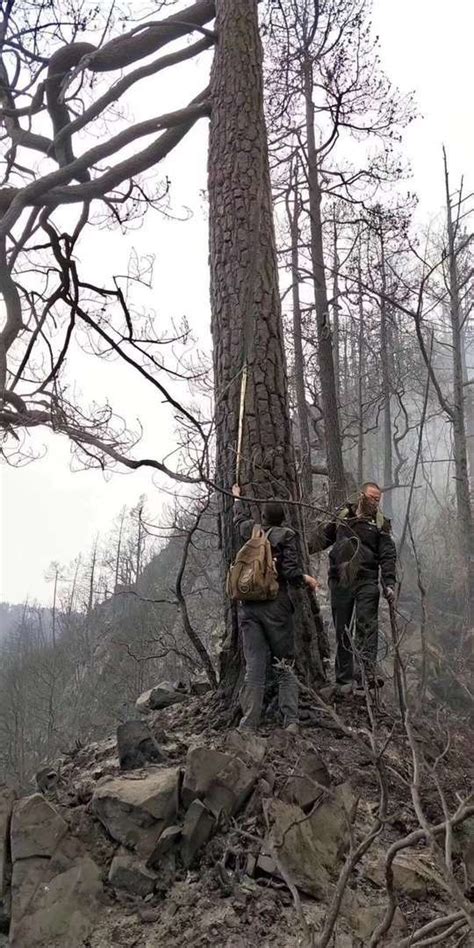 四川警方破获凉山冕宁森林火灾案 村民熏蜂巢起火后又两次纵火
