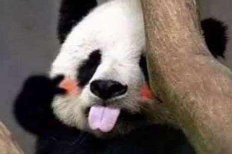 销魂表情包图片