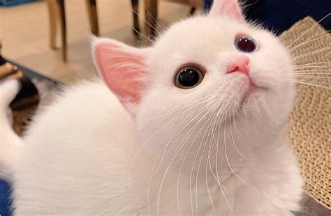 7. 白猫图片之漂亮型：