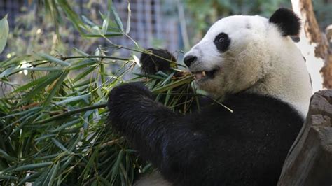 新研究强调了树洞对大熊猫在其原生境中育儿的重要性 - 神秘的 ...