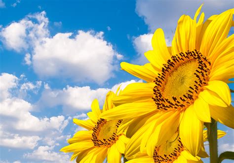 向日葵花语是什么，向日葵的寓意象征着光明与热情|阿波罗|花语|寓意_新浪新闻