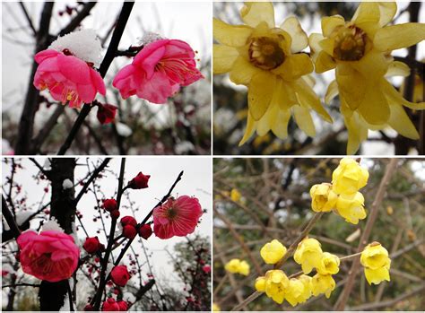 娇艳的梅花几月开花，梅花的种植方法和注意事项有哪些？-绿宝园林网