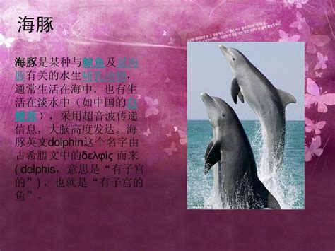 《小海豚英语-(全七册)》 - 淘书团