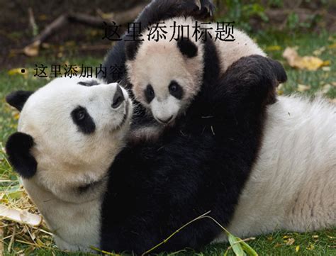 “大熊猫和茶文化”做靓最雅安的世界超级IP－北纬网（雅安新闻网）