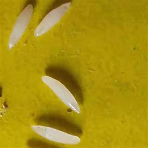 金蝉卵枝的孵化方法-农百科