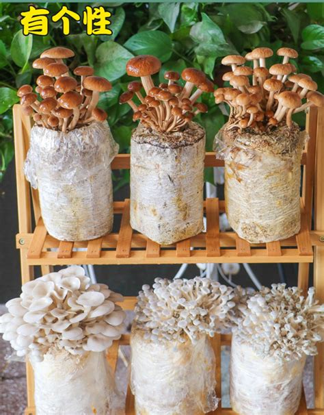 六种最有益的菌类 香菇提高免疫力