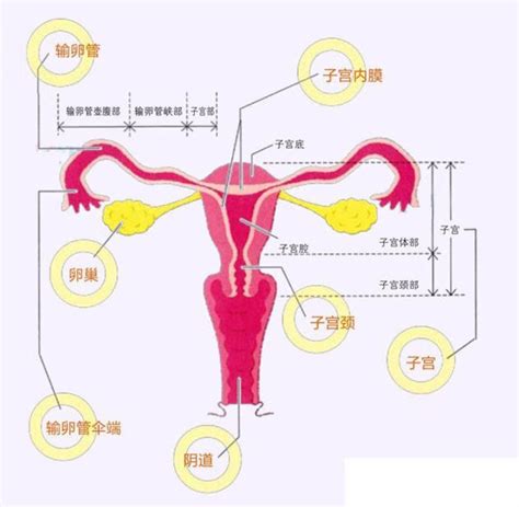 卵巢是如何工作的？月经是怎么形成的？-京东健康