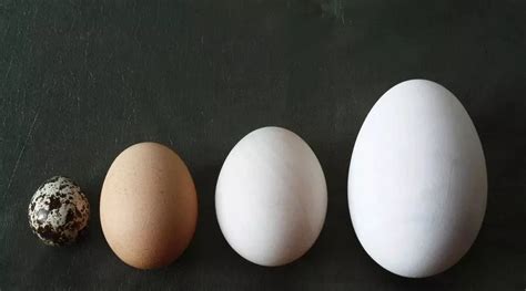 鸡蛋、鸭蛋、鹅蛋、鹌鹑蛋……除了大小，还有啥区别？__凤凰网