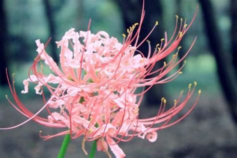 彼岸花开花时间(彼岸花花期是几月)-花卉百科-绿宝园林网