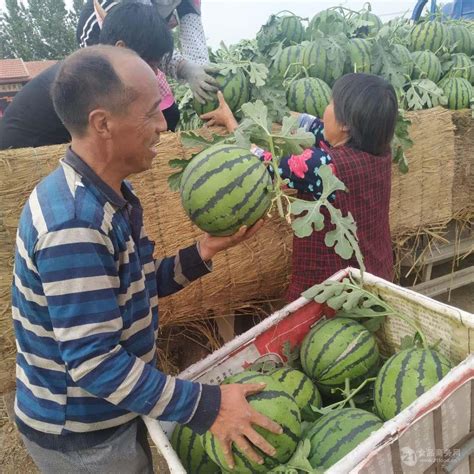 “吃瓜季”到来，西瓜价格大幅下降 | 国际果蔬报道