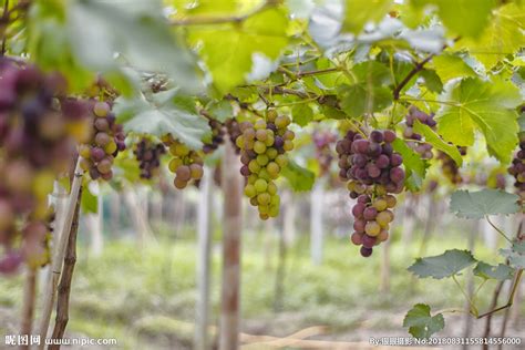 中国种植葡萄始于，中国种植葡萄始于什么时候|admin_人人点