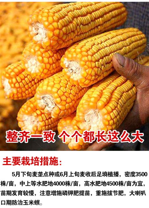 沃单郑单958农田玉米种子 农田菜园杂交耐旱大棒轴细棒子玉米籽-阿里巴巴