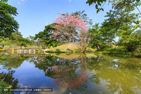 西双版纳热带植物园雨林旅游景点景点推荐景点景点-能去哪