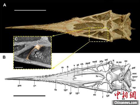 【中新社】中国第一具翼龙化石最新研究：揭秘腭区特征演化与生态习性----古脊椎动物与古人类研究所