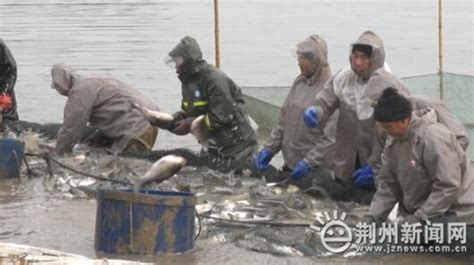 冬季捕鱼正当时 两水产业促增收安徽省华阳河农场
