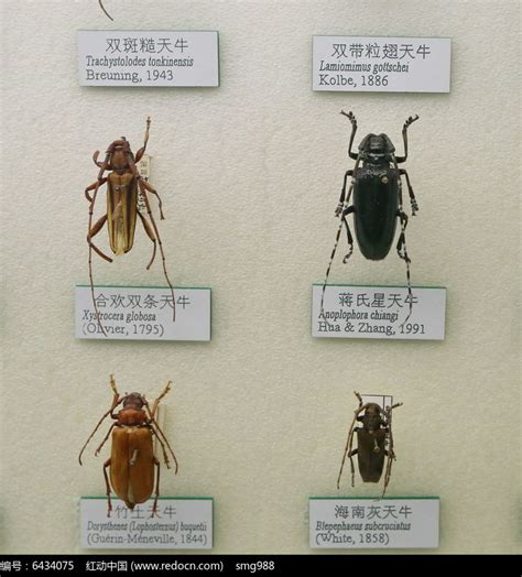昆虫标本系列--星天牛 - 知乎