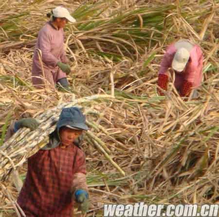 《在人间》第145期：来中国砍甘蔗的越南人_凤凰网